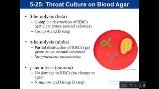 525 526 43 Throat cultures CAMP test and Bile Esculin Agar [upl. by Palocz]