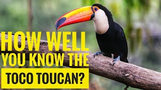 Toco Toucan  Description Characteristics and Facts [upl. by Enorahs]