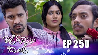 Mal Pipena Kale  Episode 250 19th September 2022 [upl. by Alhahs156]