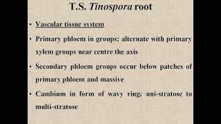 Tinospora root T S for practical record [upl. by Gnap860]