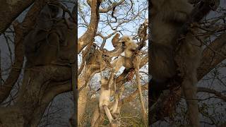 Mountain langur group creatures [upl. by Norvun]