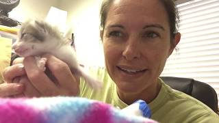 How to Tube Feed a Kitten  American Pets Alive [upl. by Knepper]