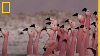 El APASIONANTE baile de los FLAMENCOS  National Geographic en Español [upl. by Inverson]