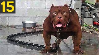 15 Most Dangerous Dog Breeds in the World [upl. by Auqeenahs]