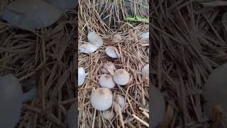 Chaaruyen🤎straw mushroom Volvariella volvacea boneless meat😌nature vegetables northeastindia [upl. by Naida193]