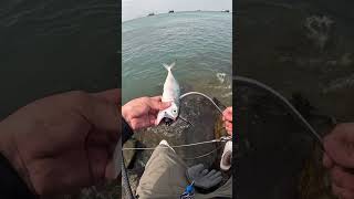 🎣 Kanama Smart Bait  Revive dead bait fish [upl. by Malvina827]