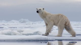 The Best Of Polar Bears  BBC Earth [upl. by Terces]