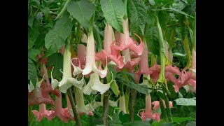 BRUGMANSIA ANGEL TRUMPET [upl. by Karlis]