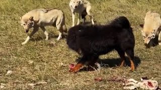 TIBETAN MASTIFF VS 3 WOLVES Must Watch [upl. by Judas969]