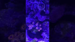 UPDATE for my ZOA COLLECTION saltwateraquarium coralreeftank zoanthids aquarium [upl. by Doersten884]