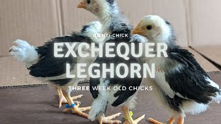 Exchequer Leghorn 3WeekOld Chicks [upl. by Llerihs]