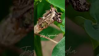 BAGWORM MOTH bagworm moth insects [upl. by Ardeahp593]