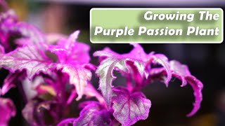 Purple Passion Plant Care  Gynura aurantiaca How to Grow Houseplants [upl. by Aelahc]