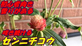 センニチコウの育て方・植え付け [upl. by Erdua74]