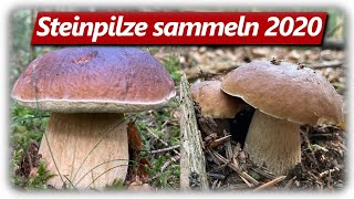 STEINPILZ WAHNSINN Teil 2  Speisepilze sammeln im September [upl. by Genevieve155]