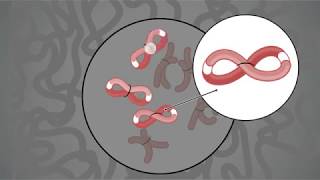 How it Works Proximo HiC Genome Scaffolding [upl. by Erhard]