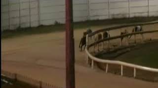 IGB  The Robbie Fitgerald Livestock Haulage 06042019 Race 7  Curraheen Park [upl. by Teragramyram]