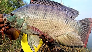 Big Tilapia Fishing Technique  Tilapia Fishing Hook size  Manjra River  Fishing Videos [upl. by Banerjee]