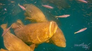 Awesome Goliath Grouper Fishing Video [upl. by Arther411]