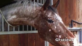 Quelques chevaux du centre équestre de pastré à Marseille [upl. by Einaej679]