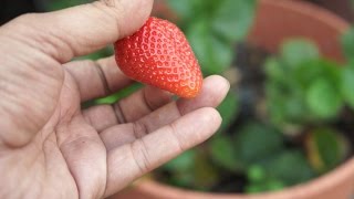 Growing Strawberries  Chandler Variety  Big amp Delicious [upl. by Berns154]