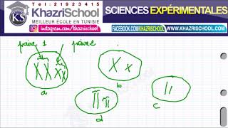 cellule diploide et cellule haploide 3eme svt tunisie [upl. by Olotrab]