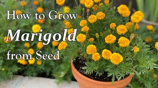 How to Grow Marigold from Seed to Flower  in Borders and in Containers [upl. by Ahsiram]