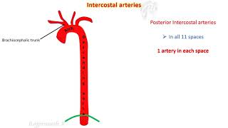 Intercostal spaces [upl. by Cima]