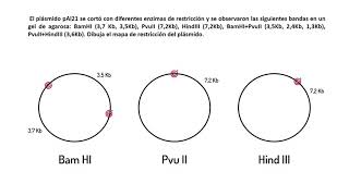 Problemas de Genética Molecular I  Mapas de Restricción [upl. by Anicnarf]