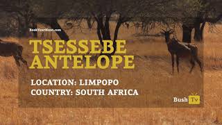 BushTV  Tsessebe herd in South Africa [upl. by Milly]