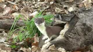 Large weasel Hermelincatches a mouse [upl. by Aneev716]