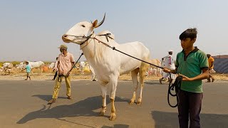 Khillari stud bull of Tanaji Tukaram Padatarawadi [upl. by Eiramanel]