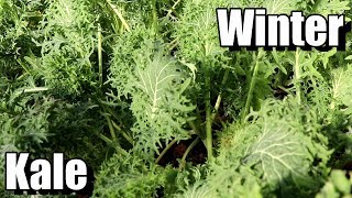 How to Grow Kale for FallWinter Harvests [upl. by Urbannal379]