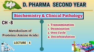 Protein metabolism  CH8  L6  Biochemistry Amino acid metabolism  DPharm second year [upl. by Eicak11]