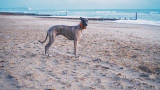 Whippet Full Speed On The Beach [upl. by Beale]