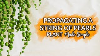 Propagating A String Of Pearls Plant Made Simple  Joy Us Garden [upl. by Karim]