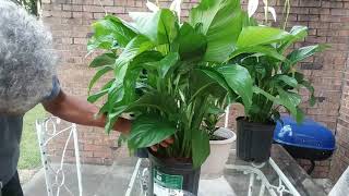 How to Maintain Peace Lily Plant  Large Peace Lily Care [upl. by Zirtaeb780]