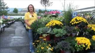 Caring for Asters with Stauffers of Kissel Hill [upl. by Manchester62]