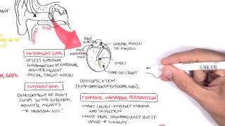 Anatomy  Middle Ear [upl. by Elleiram530]