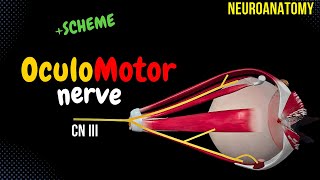 CN 3 Oculomotor Nerve EASY Scheme  Animation [upl. by Woodruff896]