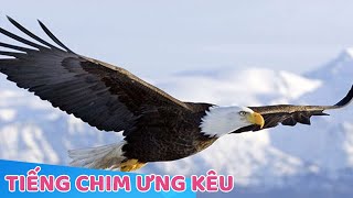 Tiếng Chim Ưng kêu  Tiếng đại bàng kêu [upl. by Ateekram]