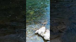 Rainbow trout out of the South Holston River fishingvideo [upl. by Arikehs]