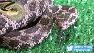 60Second Snakes The Eastern Massasauga Rattlesnake [upl. by Doty250]