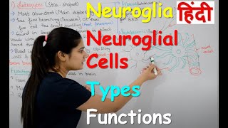 Neuroglia in Hindi  Types  Functions  Structure  neuroglial cells  Rajneet Medical Education [upl. by Yramliw]