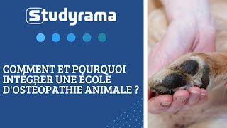 Comment et pourquoi intégrer une école d’ostéopathie animale [upl. by Evander]