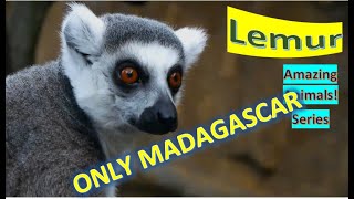 Lemur facts 🐒 only in Madagascar 🇲🇬 [upl. by Borlow]