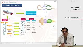 Embriología Desarrollo del sistema nervioso Neurulación secundaria [upl. by Elfie918]