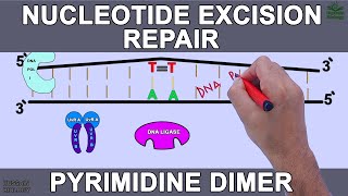 Nucleotide Excision Repair in Prokaryotes [upl. by Etnoid]