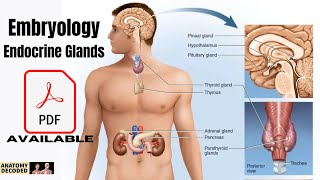 Embryology of Endocrine System  Pituitary  Thyroid  Adrenal amp Moreanatomydecoded [upl. by Linnell]