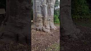 Baobab Tree Adansonia digitata in Fairchild Tropical Botanic Garden [upl. by Olympie]